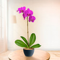 Orquídeas Phalaenopsis, México, México