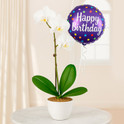 Orquídea Cumpleañera, México, México
